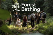 Forest bathing all’Alpe Devero, una domenica immersi nella natura